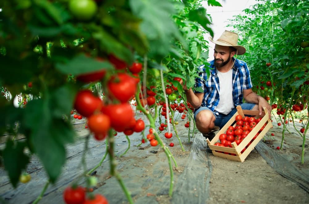Market Organizers